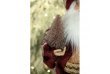 Фигура Дед Мороз под елку 60см "Бордовый" 4pcs